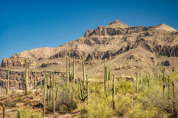istock Saguaro in the Desert 2240477927