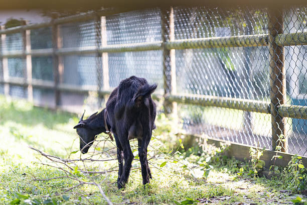 Black goat eating branches and green grass on a sunny day inside a fenced area