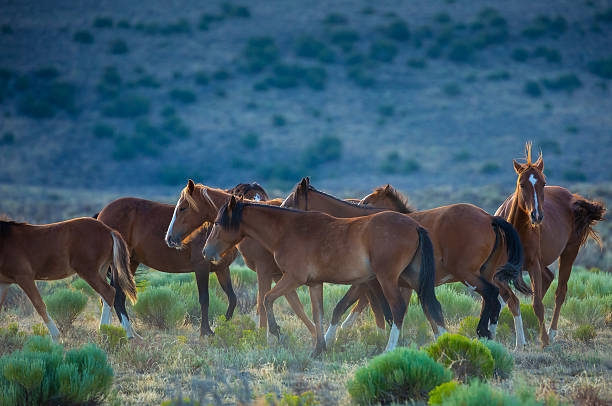 istock Wild Mustang Herd in the Early Morning Light 2240481038