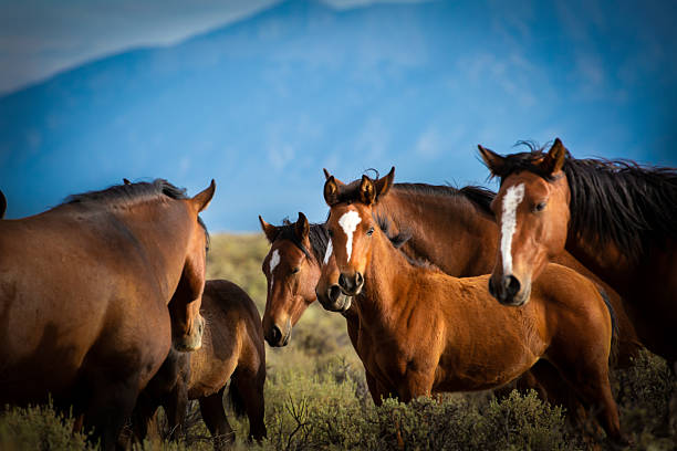 istock Mustang Foal Among the Herd 2240481916