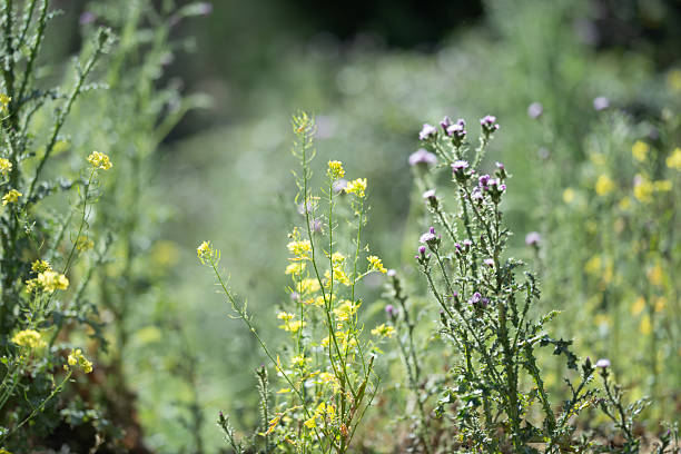 Sunlit wildflowers paint a vibrant yellow across a meadow, their delicate petals dancing in the gentle breeze.