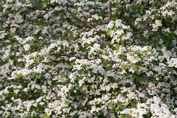 dense clusters of white hawthorn blossoms, enveloping the branches with lush, vibrant blooms.