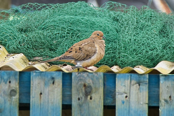 istock Mourning Dove looking for food 2240482998