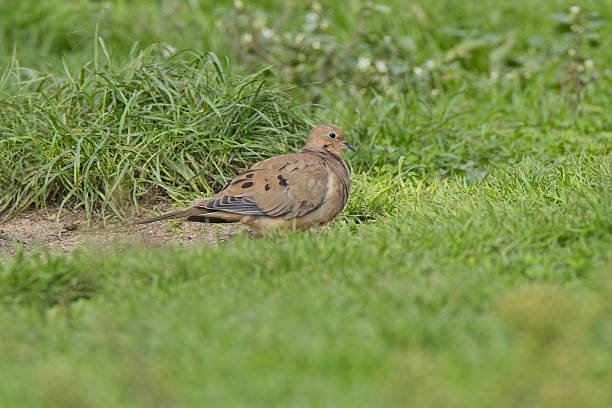 Mourning Dove feeding
