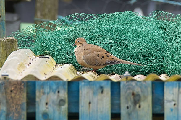 istock Mourning Dove looking for food 2240483001