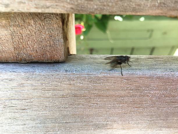istock Housefly on the wooden storage box containing recycling bins 2240485859