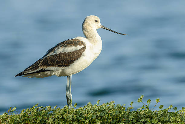 The American Avocet (Recurvirostra americana) is a large wading bird in the stilt and avocet family.  It forages in shallows and mud flats for crustaceans and insects, often sweeping its bill from side to side.  A distinguishing characteristic of the avocet is its black upward-curving bill.  It has a reddish brown head with black and white wing feathers.  The underbelly is white.  The migration route of the American avocet takes it through almost every state in the western USA.  It breeds in marshes, beaches and ponds as far north as southern Canada and south down to parts of New Mexico, Oklahoma and Texas but mostly east of the Rocky Mountains.  This American avocet in non breeding plumage was photographed while foraging along the banks of Walnut Canyon Lakes in Flagstaff, Arizona, USA.