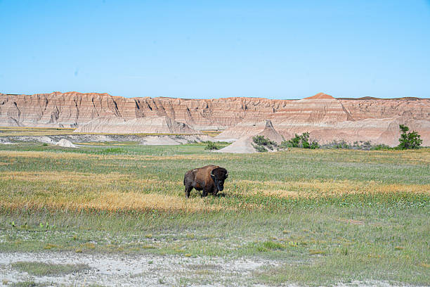 istock Lone bison at Badlands National Park 2240492142