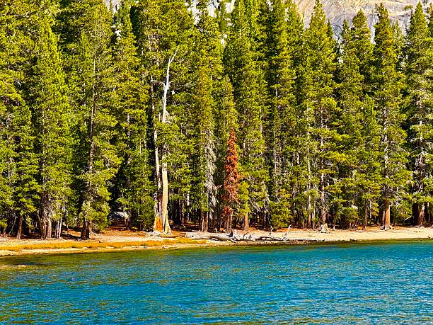 Lake Tahoe is a large lake in the mountains of Northern California. The many miles of roadway around the lake gives opportunity to many scenic views. This lake is visited by many through the year and the various seasons. On this day in spring it was an inviting view.