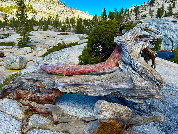 Olmsted Point is a famous vista of the northern side of Half Dome, Tenaya Canyon, and Tenaya Lake on Tioga Pass.
