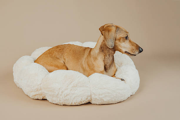 istock Dachshund laying sideways in fluffy pet bed looking calm for peaceful, restful or cozy domestic concept 2240494803