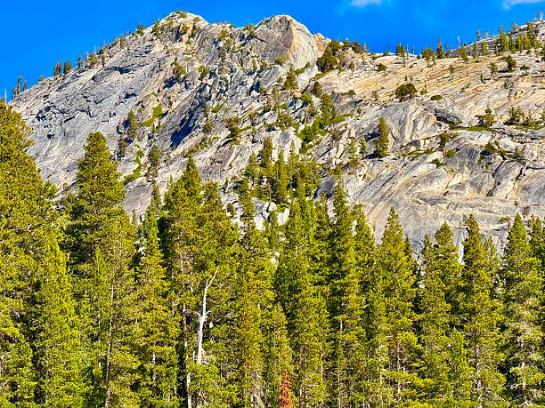 Olmsted Point is a famous vista of the northern side of Half Dome, Tenaya Canyon, and Tenaya Lake on Tioga Pass.