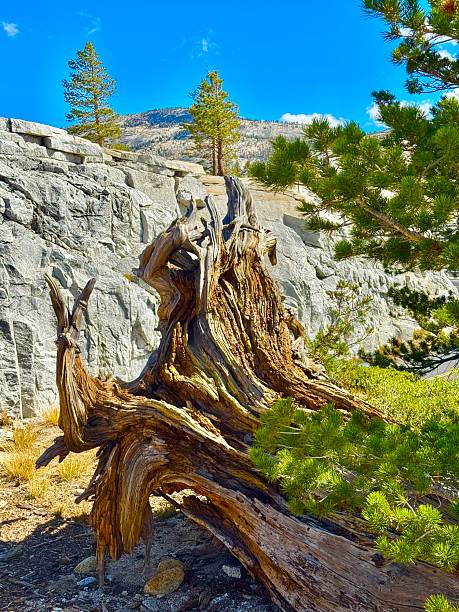 istock Yosemite National Park 2240495283