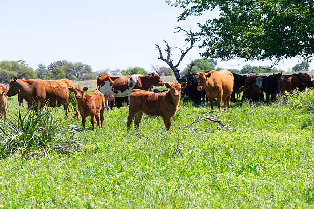istock cattle in an Argentine farm field 2240496047