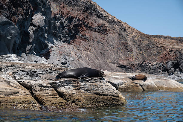 istock Sea lions resting on the rocks at Isla Coronado 2240497092