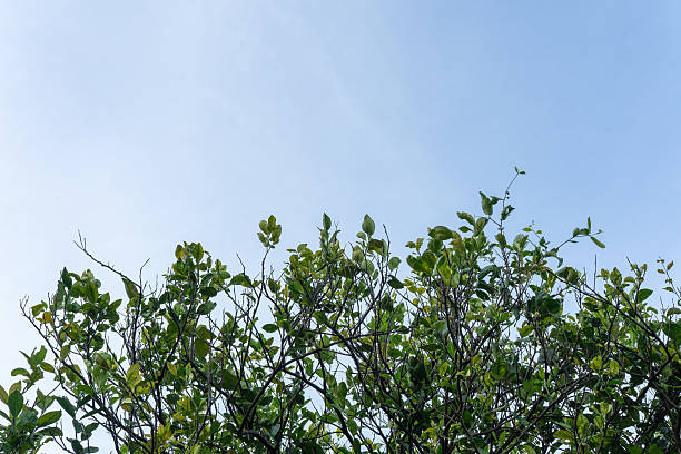 istock Vibrant green leaves and dark branches against a clear pale blue sky background 2240501328