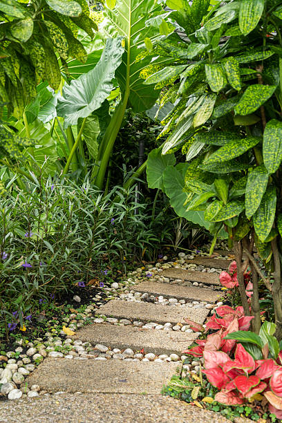 istock A winding garden path of stepping stones bordered by pebbles, framed by dense tropical leaves and colourful foliage, creating a tranquil, verdant scene perfect for nature and garden design themes. 2240502286