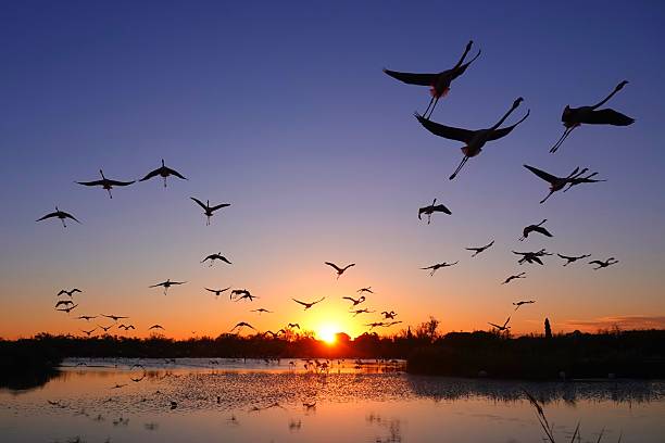 istock Birds flying over lake at sunset. 2240504305