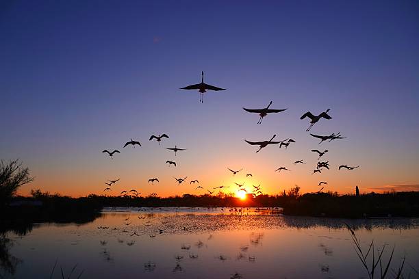 istock Birds in Flight at Sunset Over Lake 2240504307