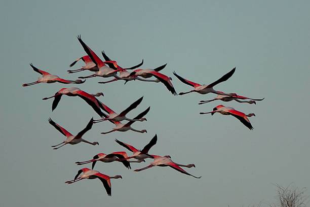 istock Graceful Flamingos in Flight 2240504316