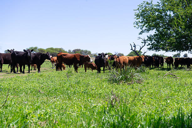 istock cattle on an Argentine farm 2240505198