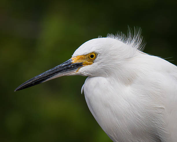 Snowy Egret Close Up