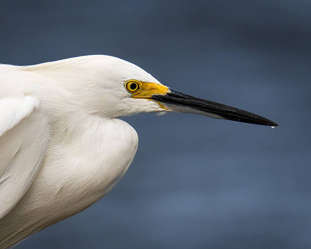 istock Snowy Egret Close Up 2240505225