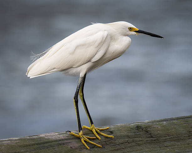 Snowy Egret Close Up