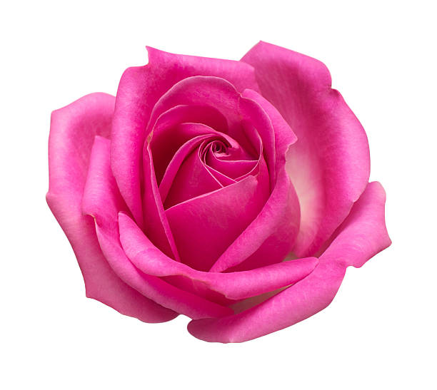 istock Pink rose flower isolated on white background. Wedding card, bride. Greeting. Summer. Spring. Flat lay, top view. Love. Valentine's Day 2240505846