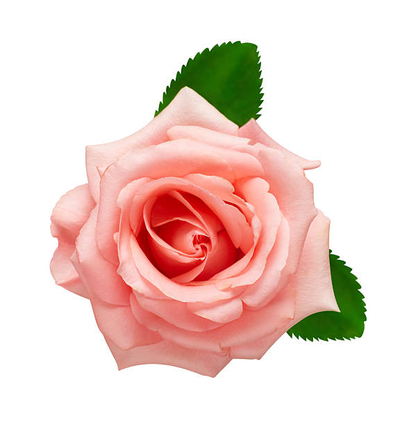 istock Pink rose flower isolated on white background. Wedding card, bride. Greeting. Summer. Spring. Flat lay, top view. Love. Valentine's Day 2240505871