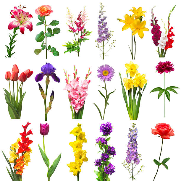 istock Collection beautiful flowers assorted delphinium, gladiolus, rose, peony, aster, iris, lily, daffodil, bell and tulip isolated on white background. Flat lay, top view 2240506637