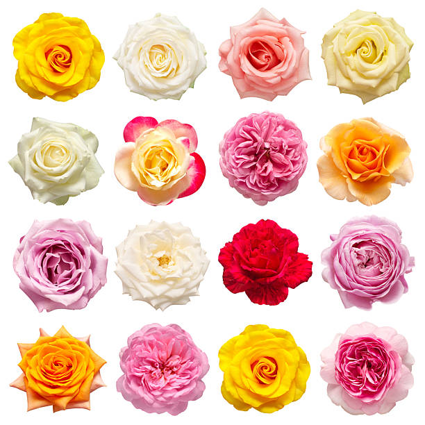 istock Collection multicolored flowers head roses isolated on a white background. Flat lay, top view 2240506935