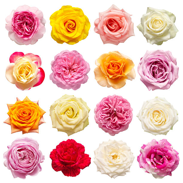 istock Collection multicolored flowers head roses isolated on a white background. Flat lay, top view 2240506950