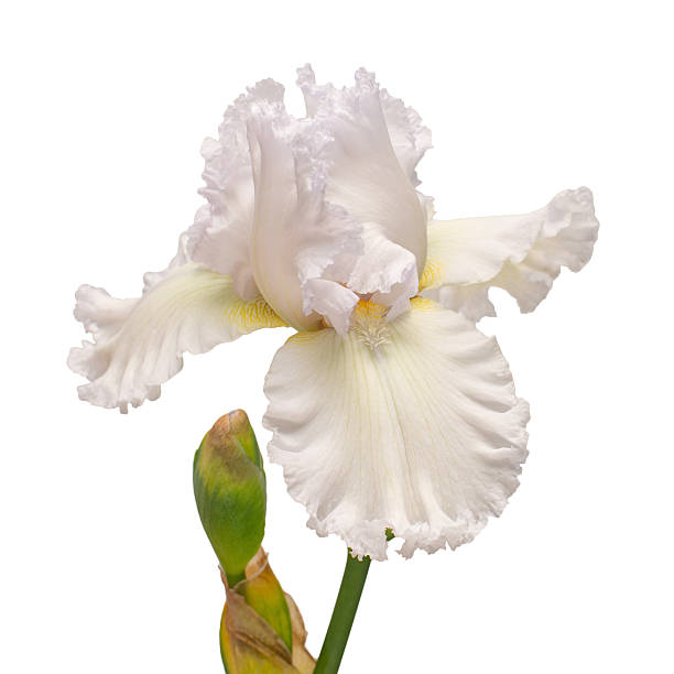 istock Iris flower isolated on white background. Easter. Summer. Spring. Flat lay, top view. Love. Valentine's Day. Floral pattern, object. Nature concept 2240507319