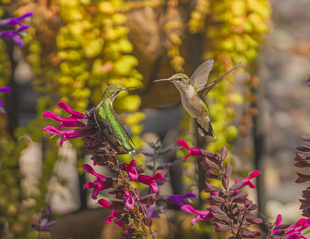 Two hummingbirds arrive at the salvia plant in the backyard.