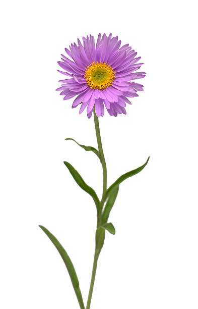 istock Flower aster alpine pink isolated on white background. Macro, daisy. Floral pattern, object. Flat lay, top view 2240508383