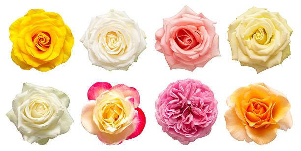 istock Collection multicolored flowers head roses isolated on a white background. Flat lay, top view 2240508479