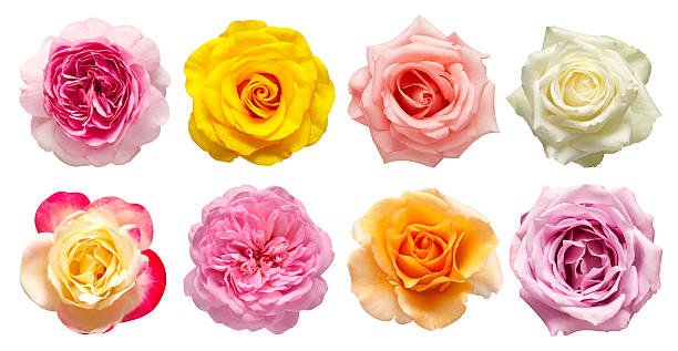 istock Collection multicolored flowers head roses isolated on a white background. Flat lay, top view 2240508522