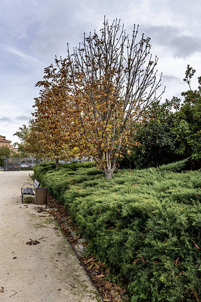 istock A dirt walk with hedges and trees in an urban park 2240511570