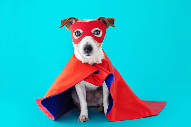 istock Dog wearing superhero costume posing against blue background 2240512051