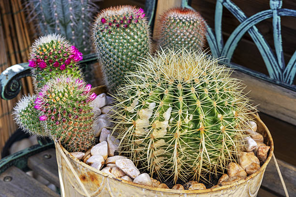 Some blooming cacti full of many fine spikes in a large circular metal container
