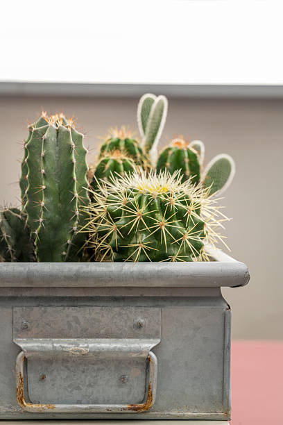 istock Metallic pot with cactus of various species with unfocused background 2240515228