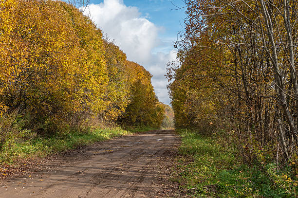 istock Dirt road in the autumn forest. 2240517380