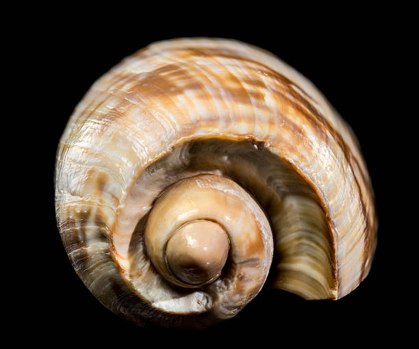 Macro photograph of a shiny, patterned Noble Volute (Nobilis Voluta) sea shell, featuring striking brown and cream stripes, isolated on a solid black background
