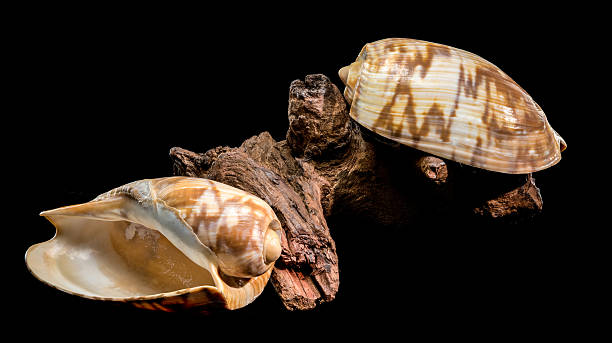 istock Noble Volute Shell on Dark Driftwood Against Black Background 2240519699
