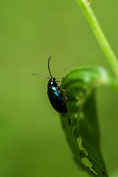 istock Iridescent Blue-Green Leaf Beetle Perched on Green Leaf in Close-up 2240519716