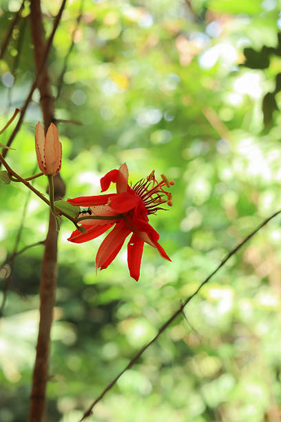Passion fruit flower