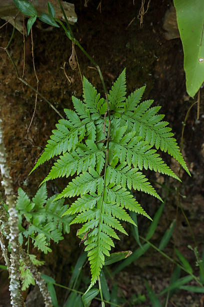 istock Lush Green Fern Leaf in Tropical Forest 2240519856