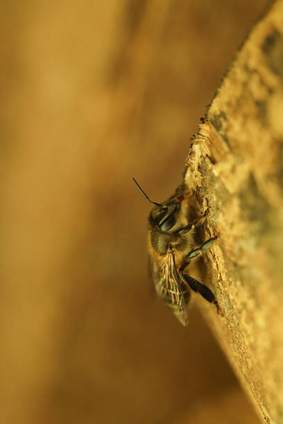 istock Honey Bee Resting on Rough Wood Macro Close-up 2240521407