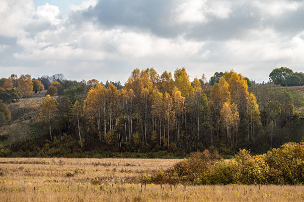istock Birch grove on a hilly plain in autumn colours. 2240521544